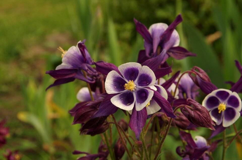 Purple flowers flower Free photos