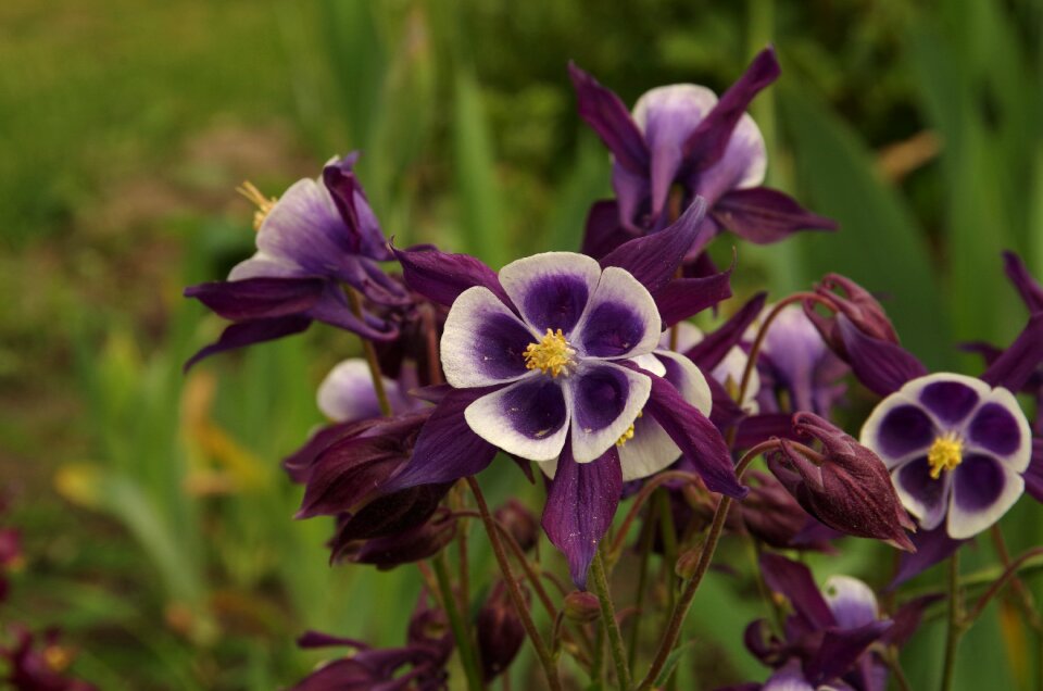 Purple flowers flower Free photos