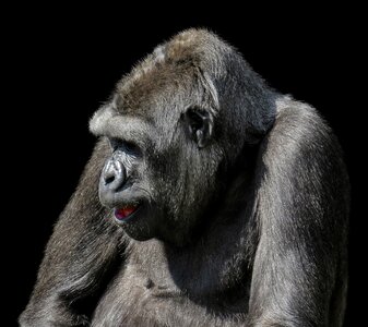 Mammal primate ape photo