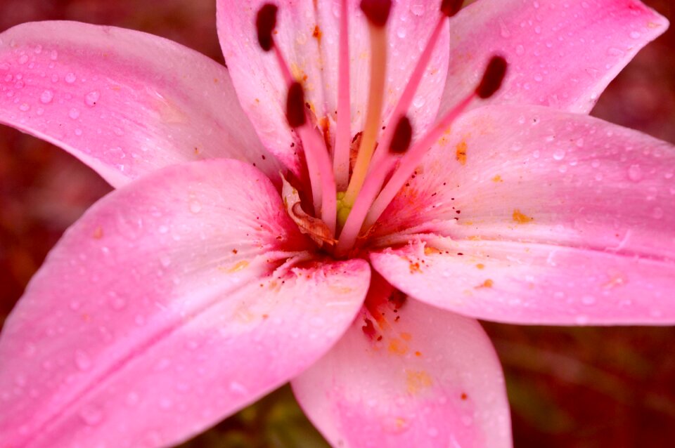 Blossom flower nature