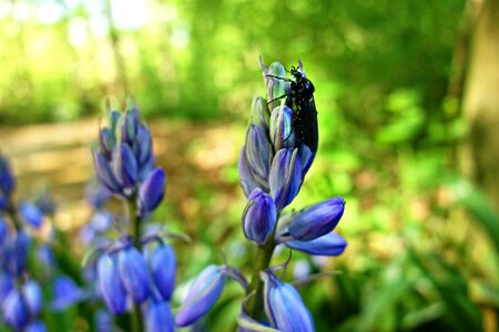 Plant hyacinthoides hispanica springtime