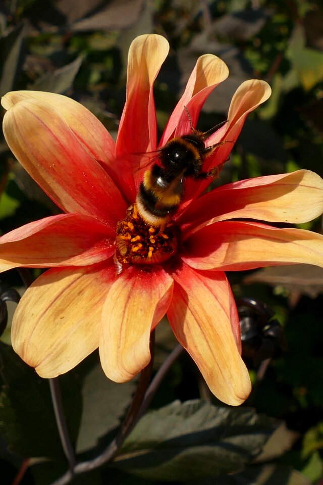 Pollen pestle fertilize