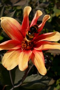 Pollen pestle fertilize