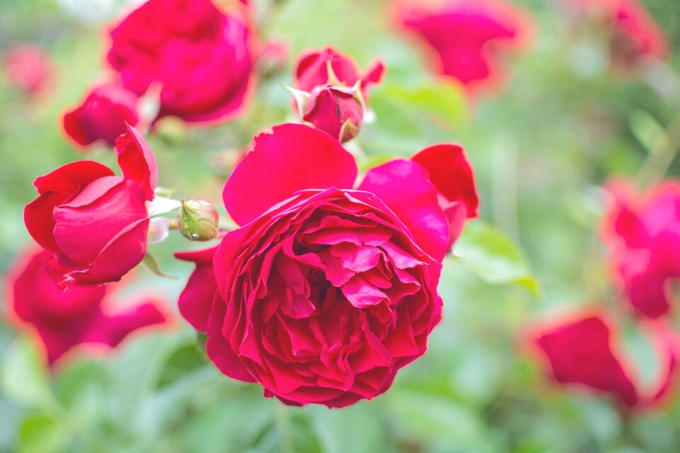 Rose blooms nature rose bloom photo