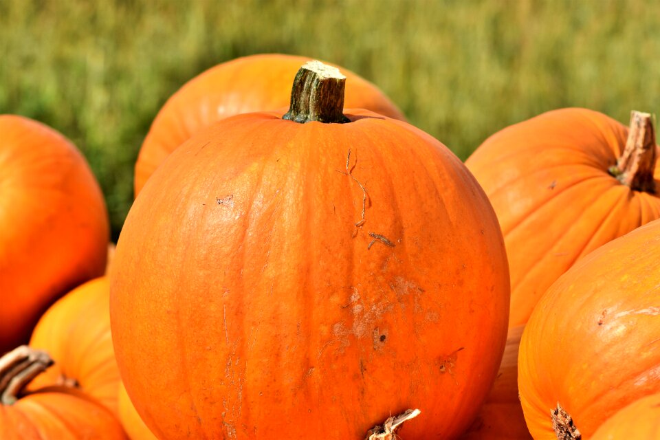 Autumn cucurbita maxima choose