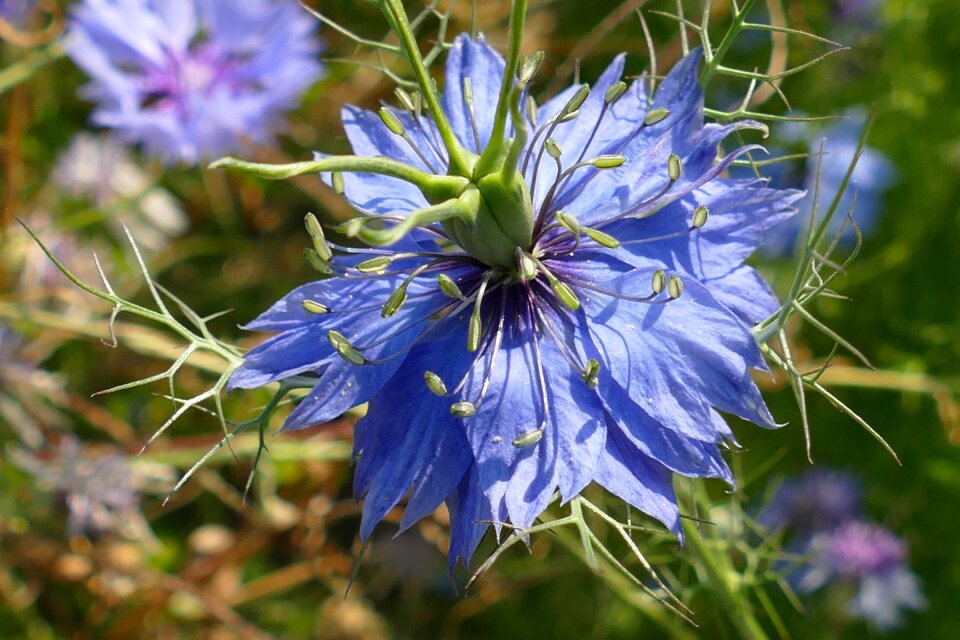 Flora field flower field