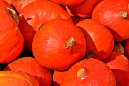 Cucurbita maxima choose large
