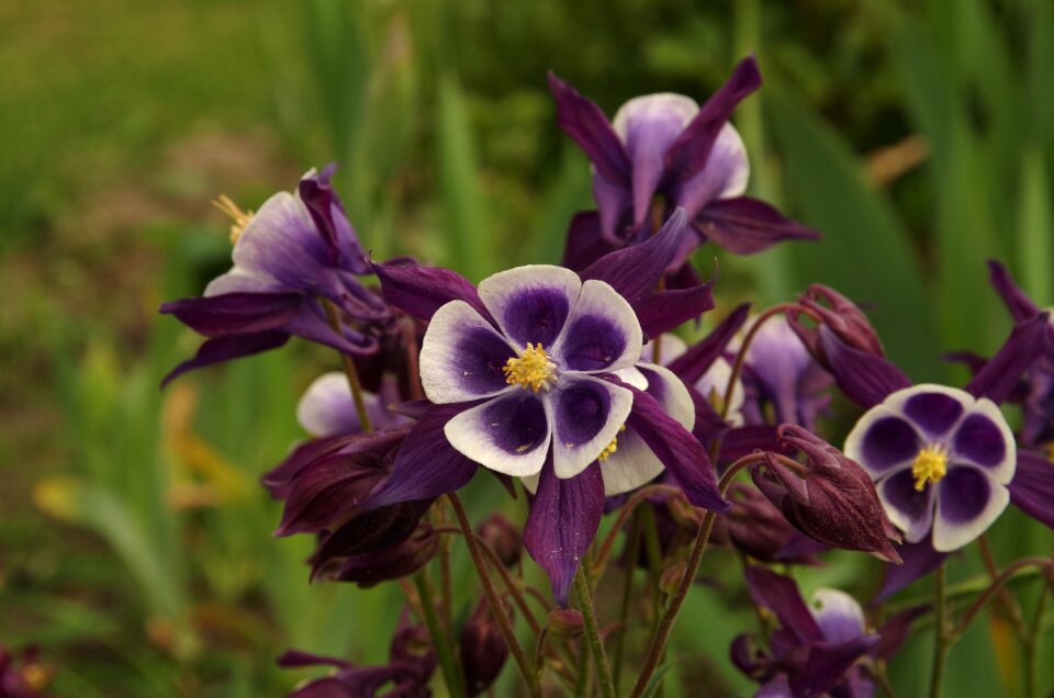 Purple flowers flower Free photos