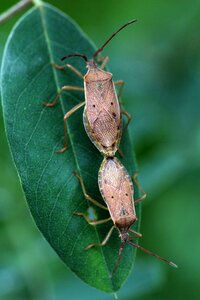 Insects entomology wild