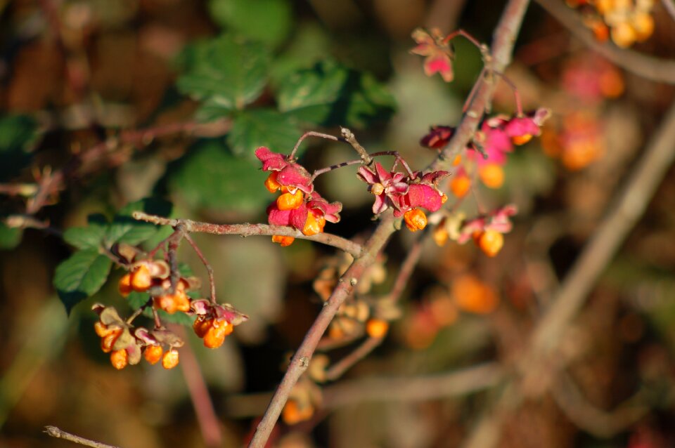 Nature autumn flowers