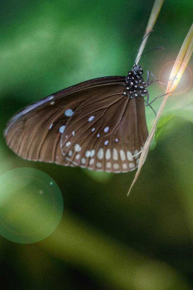 Animal world wing green