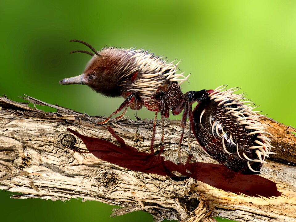 Hedgehog computer art insect