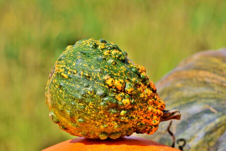 Cucurbita maxima choose large