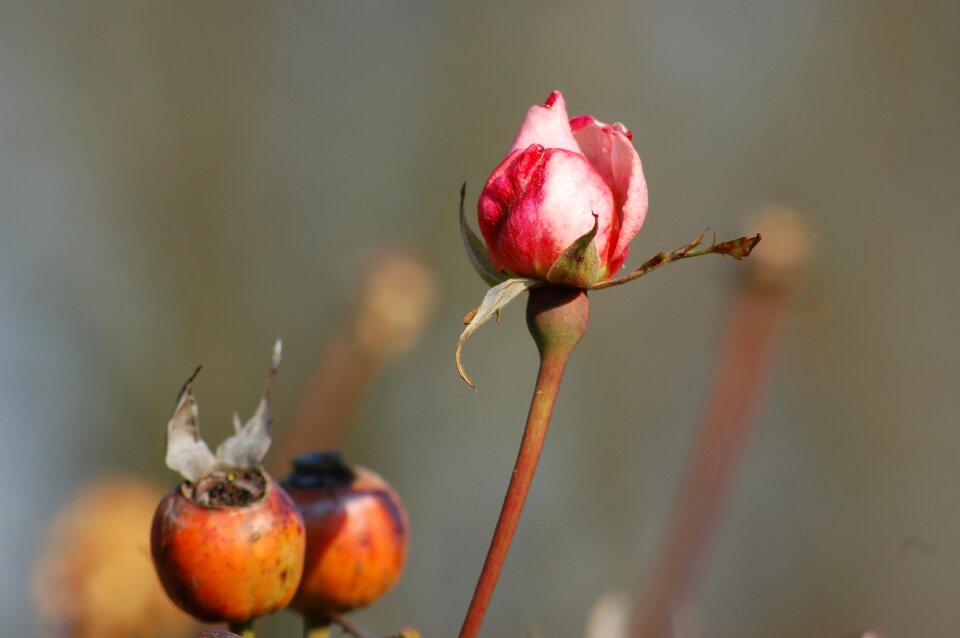 Flora flowers buds