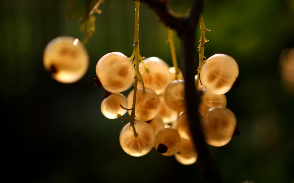 Bokeh nature leaves