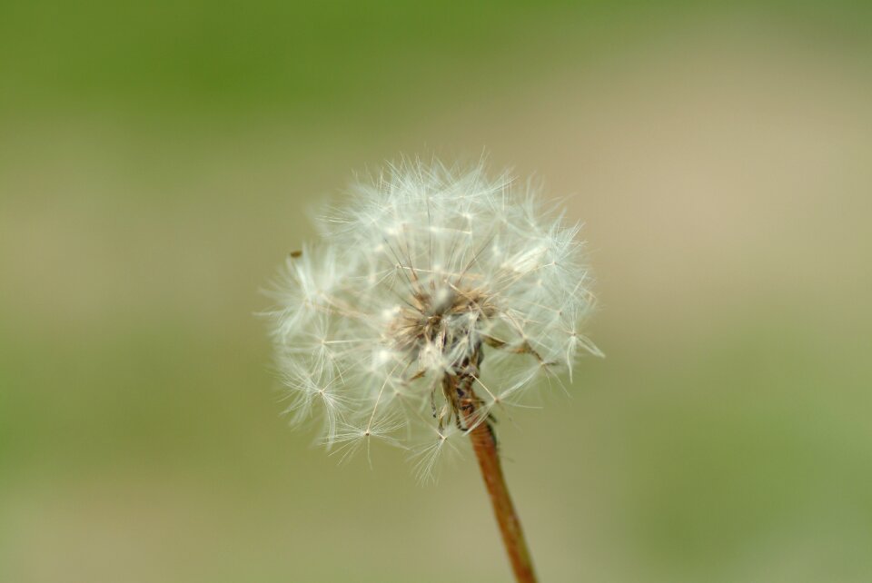 Dandelion nature seeds