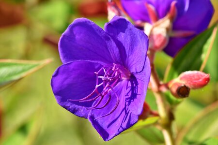Violet blossom bloom