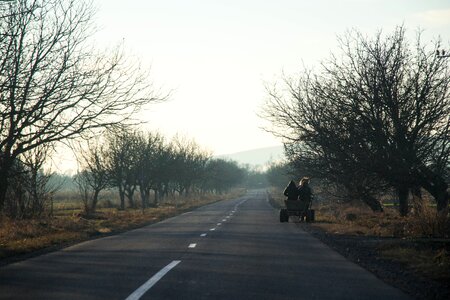 Road chariot horse