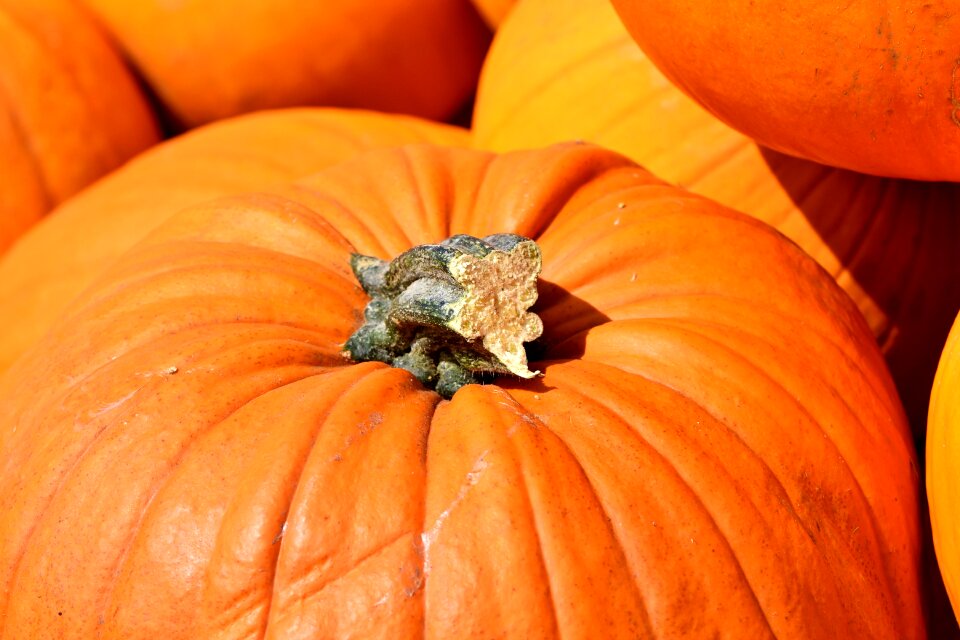 Autumn cucurbita maxima choose