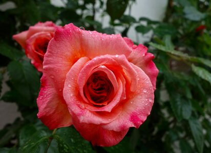 Bloom pink nature photo