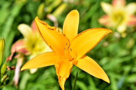 Lilies stamen pistil photo