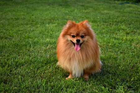 Redhead home pet photo