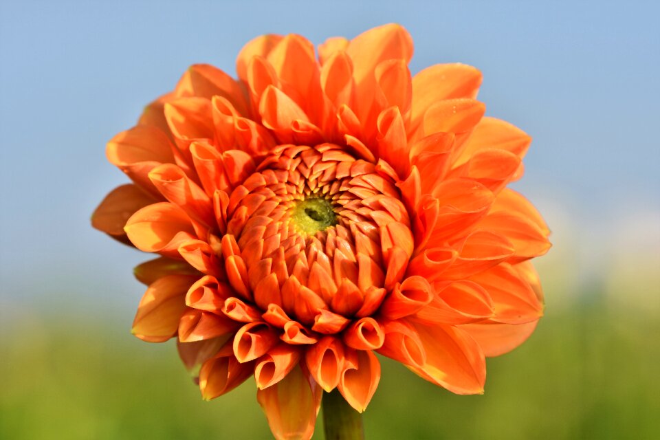 Bud dahlia garden garden plant
