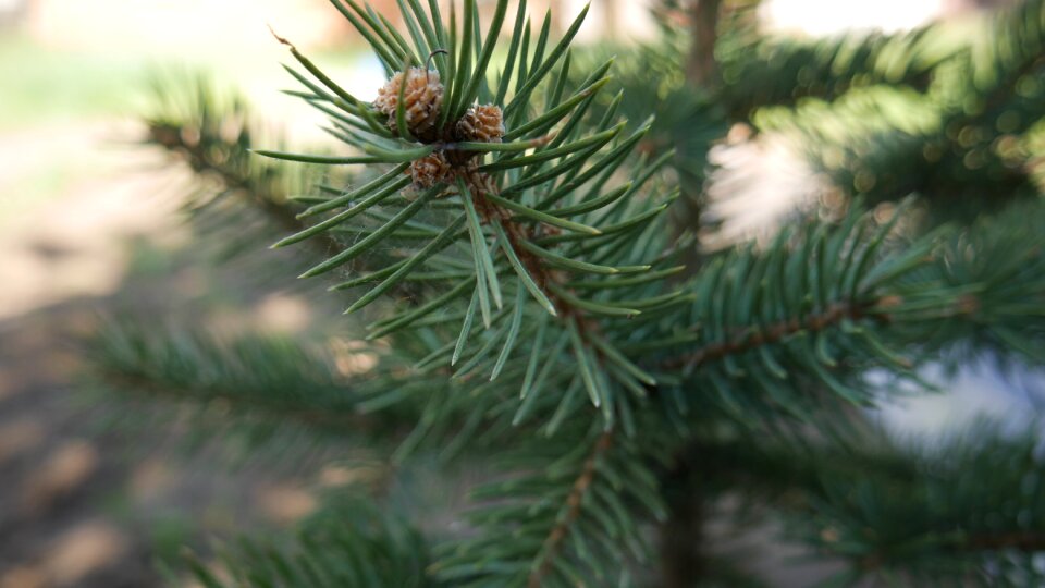 Evergreen branch needle photo