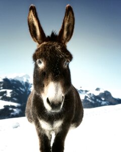 Nature animal world animal