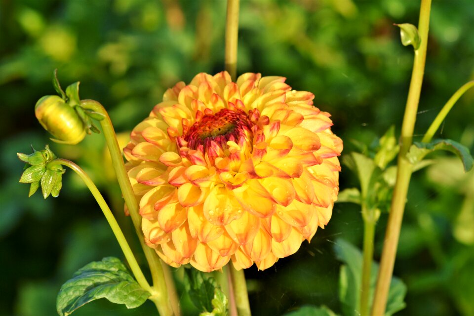 Bud dahlia garden garden plant