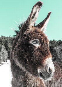 Donkey love for animals funny photo