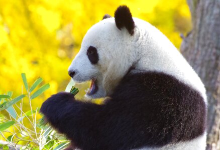 Bamboo mammal fur photo