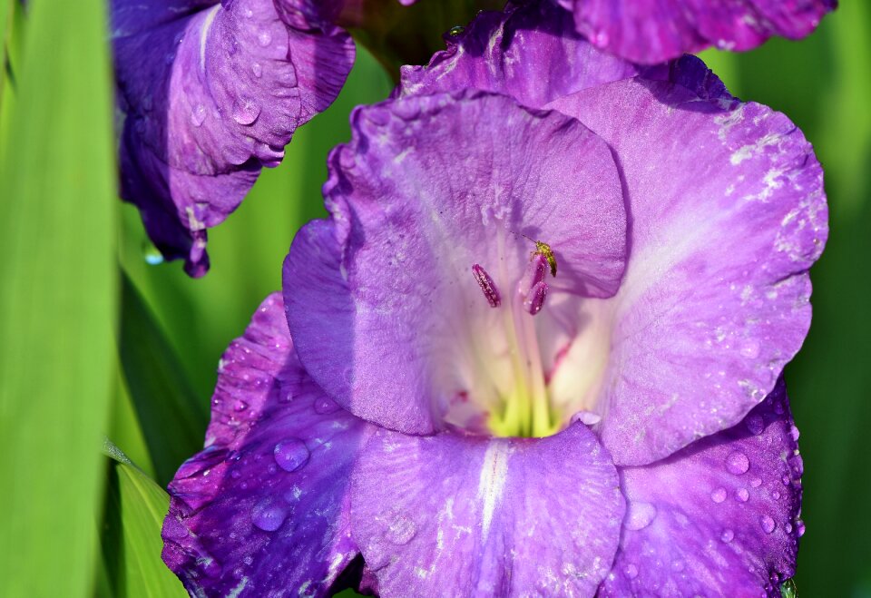 Sword flower blossom bloom