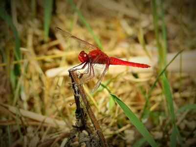 Dragonfly red insect nature