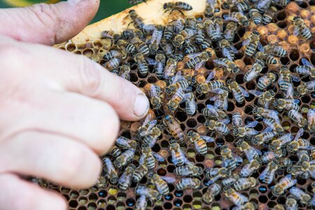 Beekeeping queen pollination