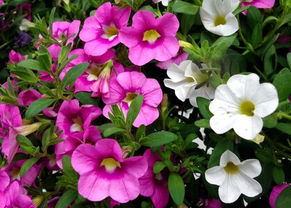 Bloom garden petunia ornamental plant