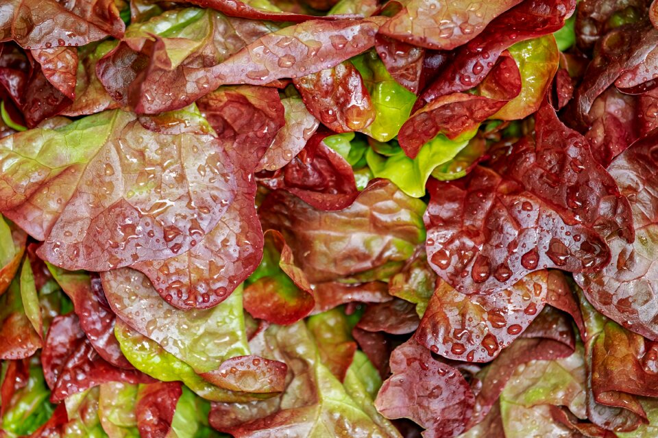 Crisp fresh washed