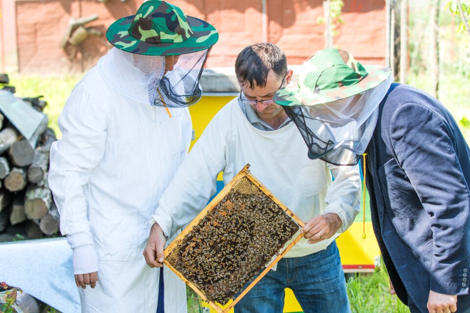 Beekeeping queens pollination
