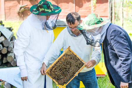 Beekeeping queens pollination