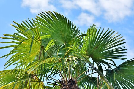 Plant palm fronds mediterranean photo