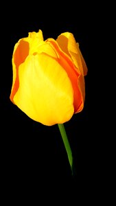 Tulip plant tulip spring