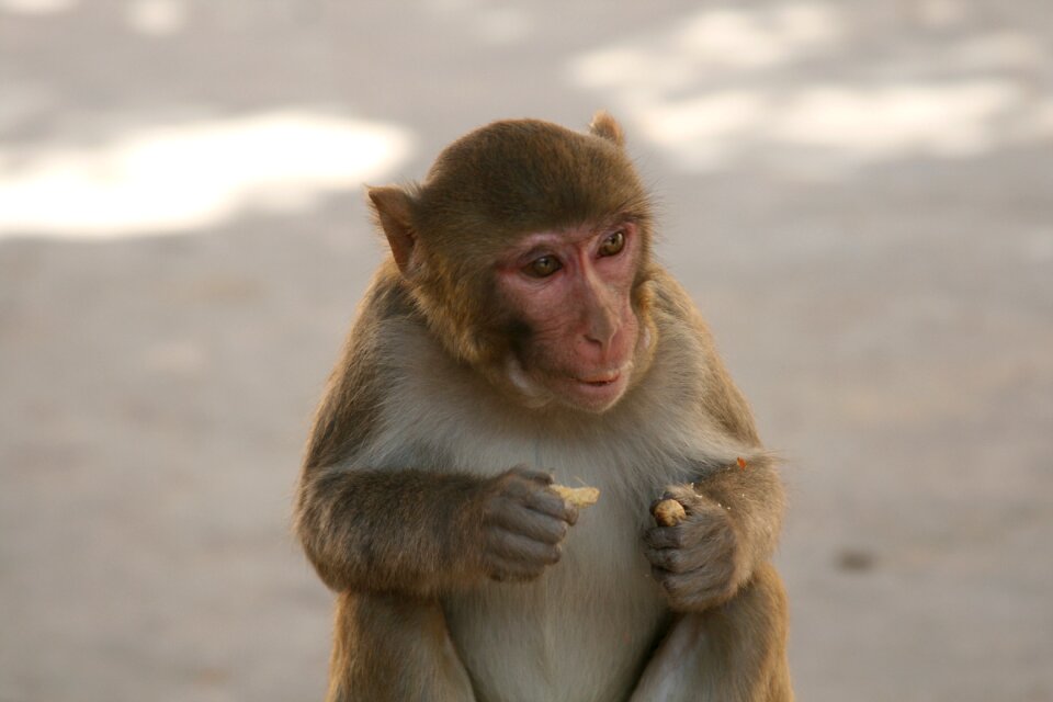 Animals mammal india