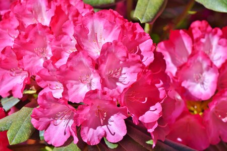 Red rhododendron bud blossom photo