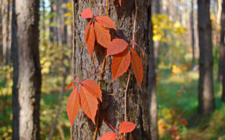 Bokeh nature leaves