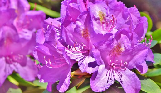 Purple rhododendron bud blossom photo