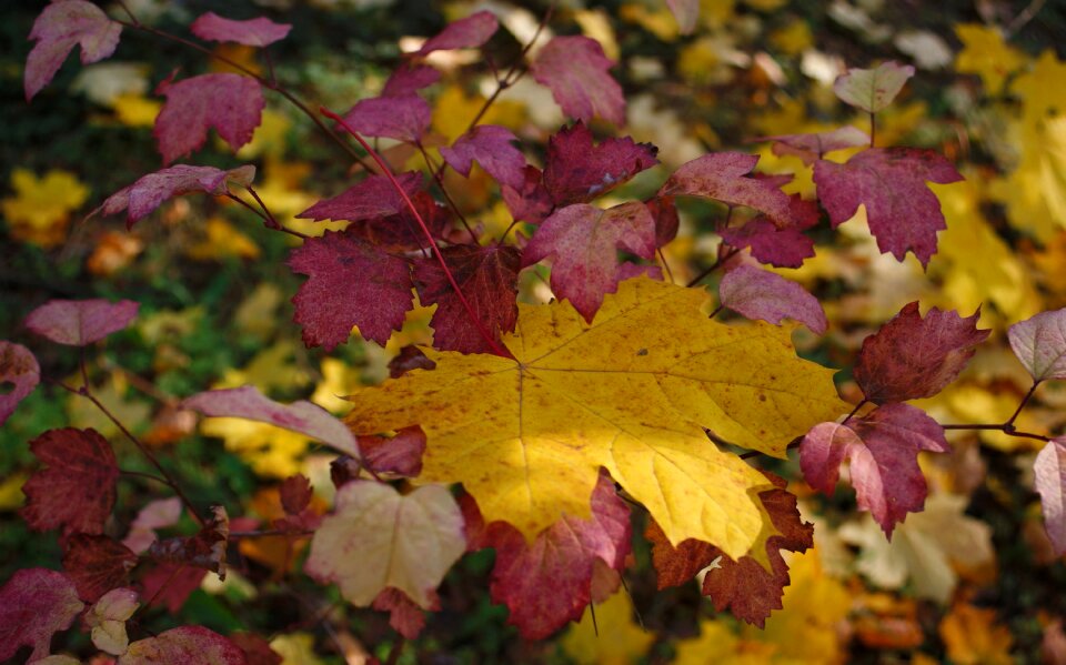 Bokeh nature leaves