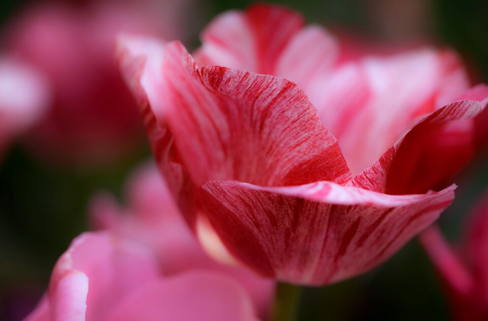Holland tulip background