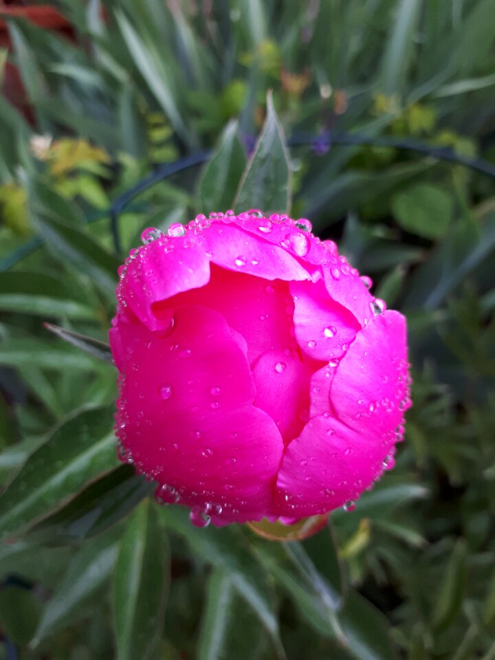 Nature plant floral