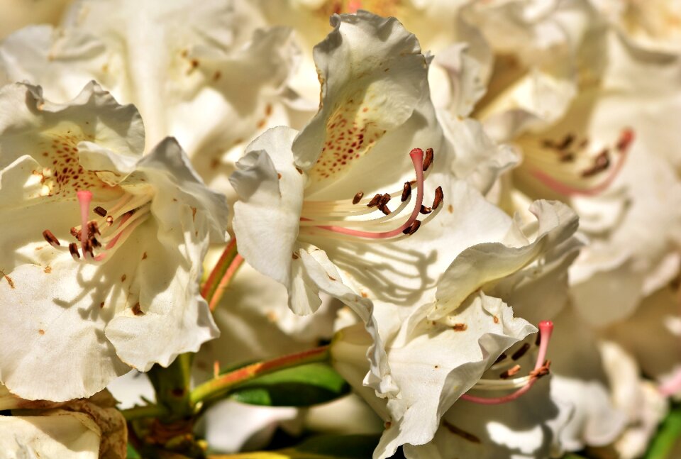White rhododendron bud blossom