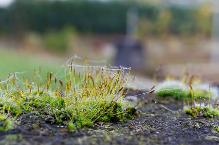Green nature drip